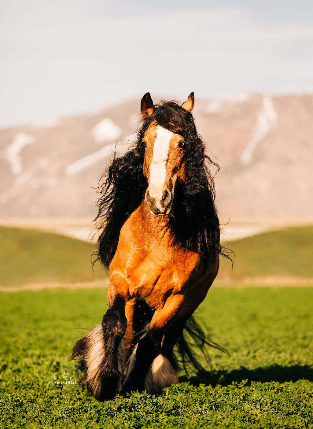 Horse running with mountains behind